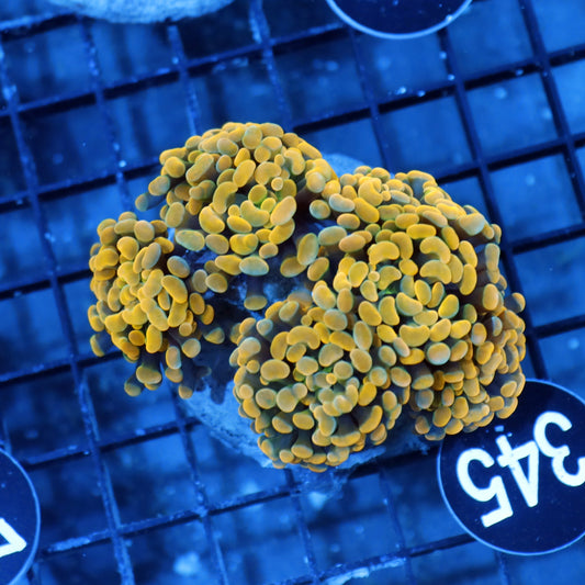 Hammer Branching gold BK345