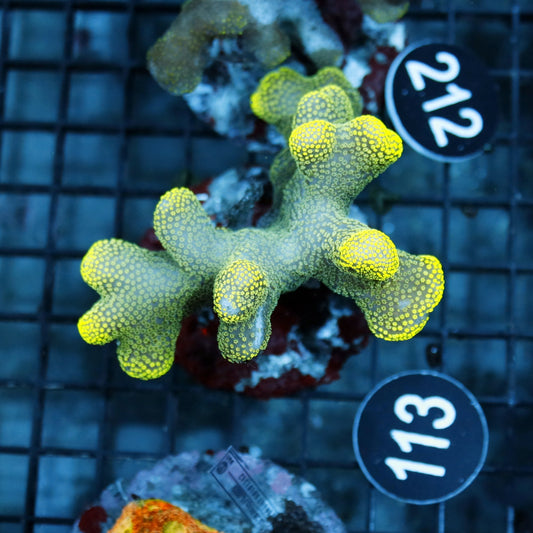 POCILLOPORA BK113