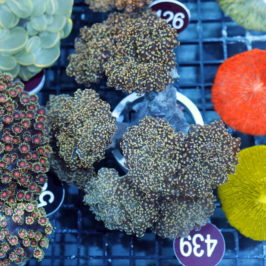 Frogspawn/octospawn Branching Gold R439