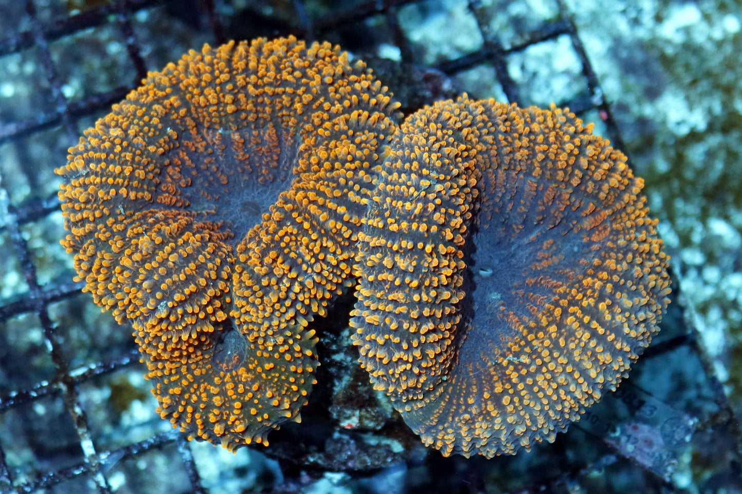 Lobophyllia