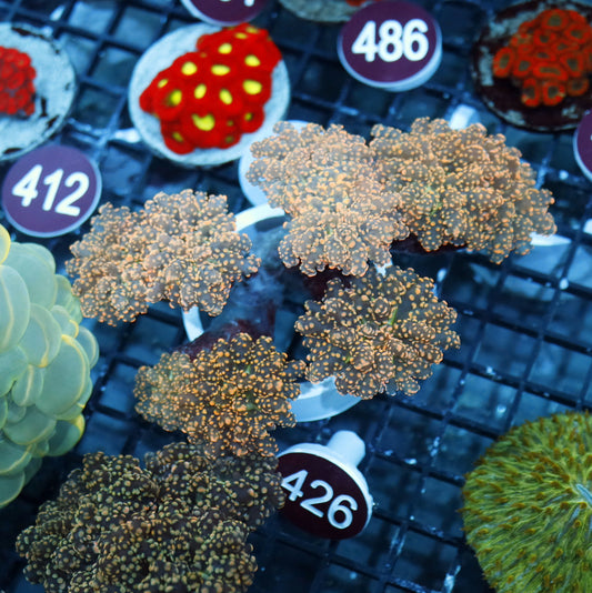 Frogspawn/octospawn Branching Gold R426