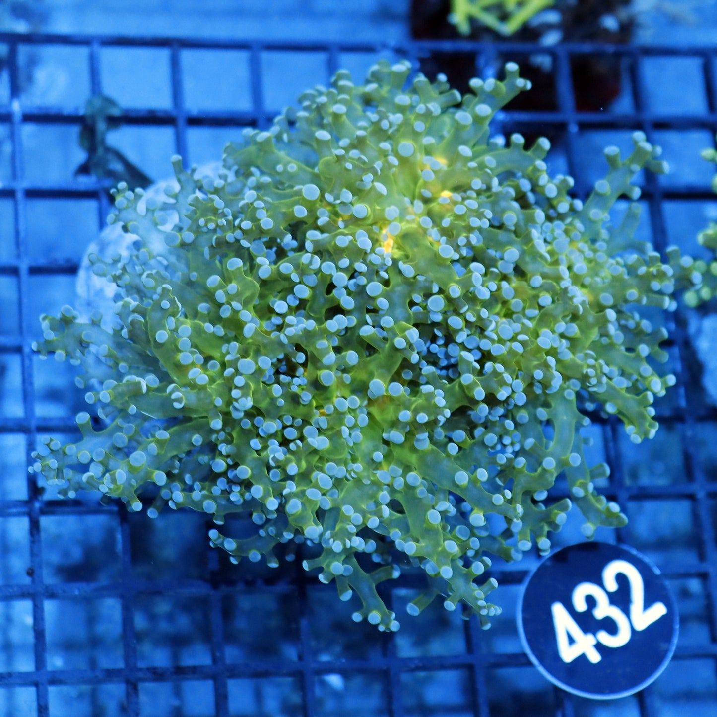 FROGSPAWN BRANCHING BK336