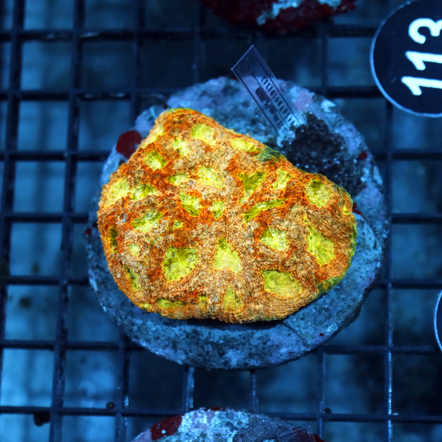 ACAN ECHINATA BK115