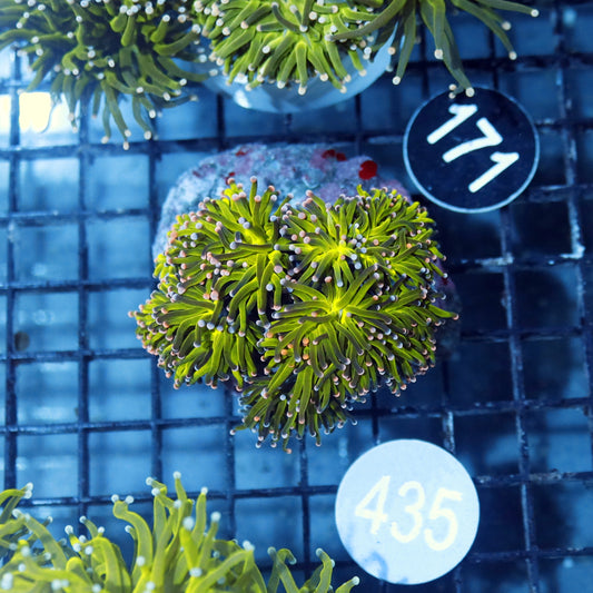 Torch metallic green cotton candy tips B435