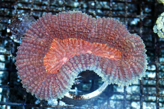 Lobophyllia