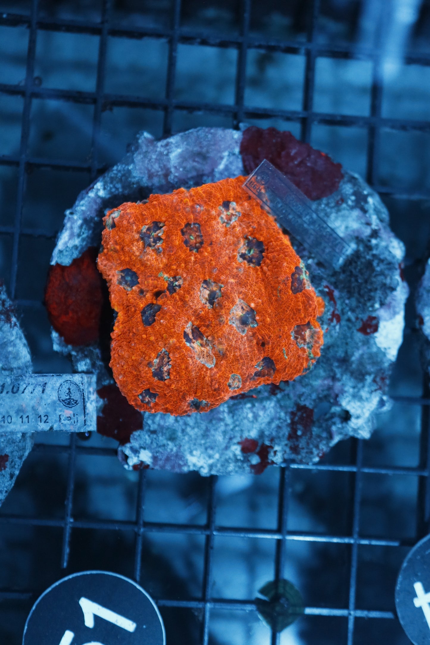 ACAN ECHINATA BK51