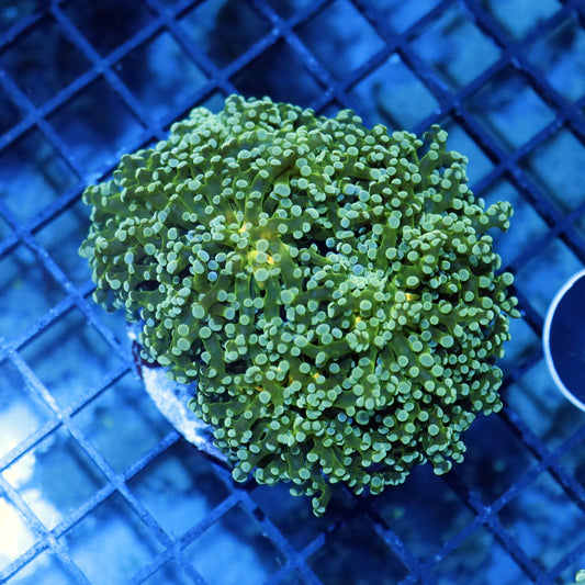 FROGSPAWN BRANCHING BK11