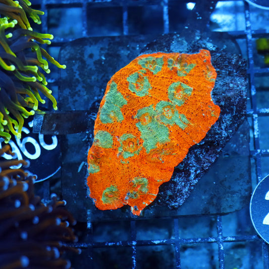 CHALICE ECHINOPHYLLIA SPECIAL BK205