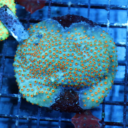 Cyphastrea Metallic