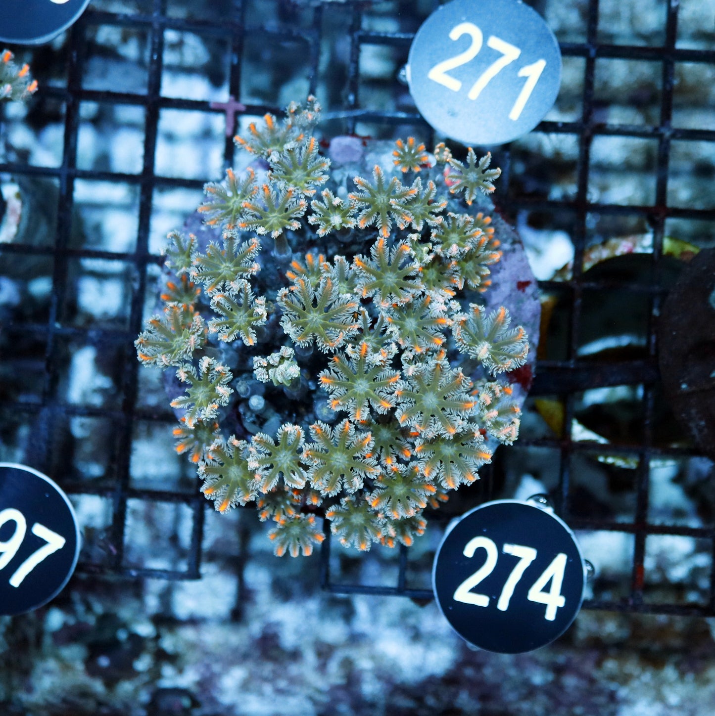 Clove polyps BK 274