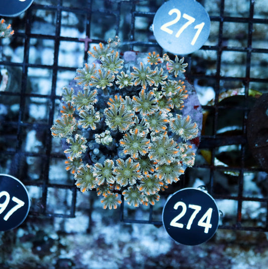 Clove polyps BK 274