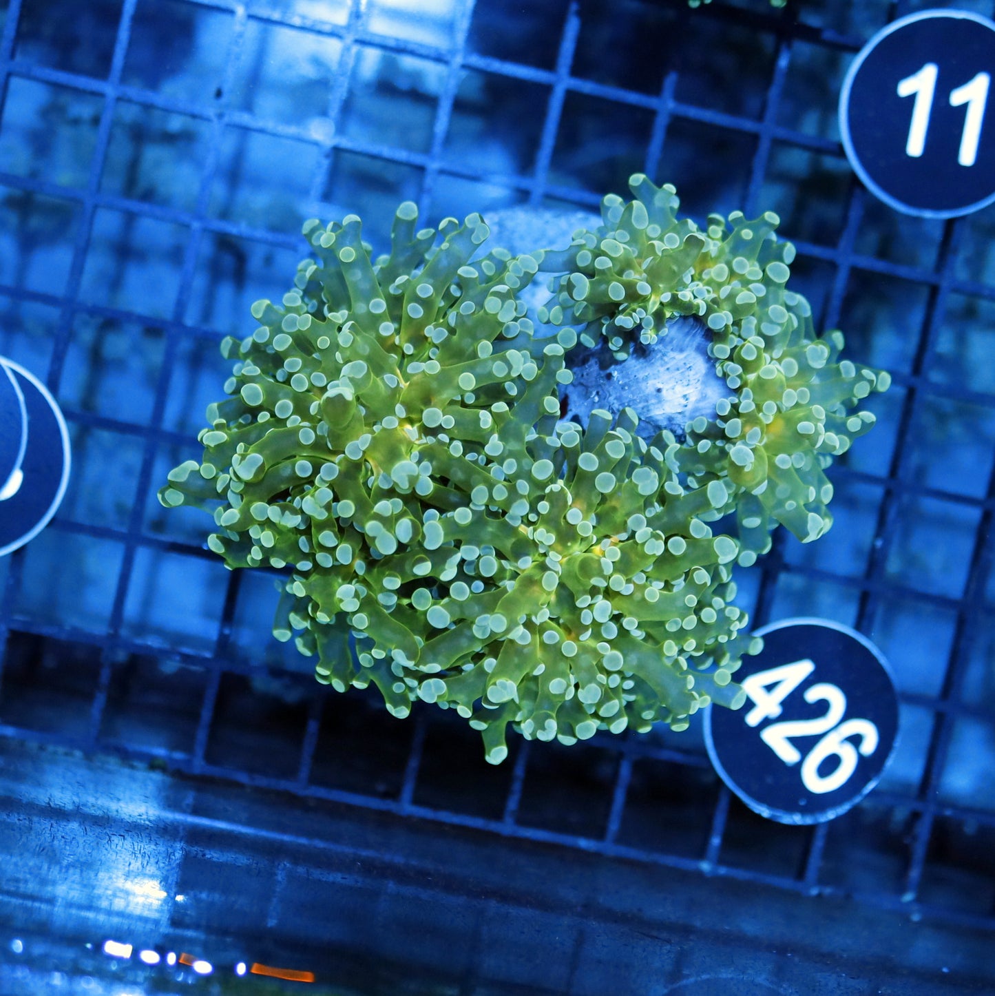 FROGSPAWN BRANCHING BK426