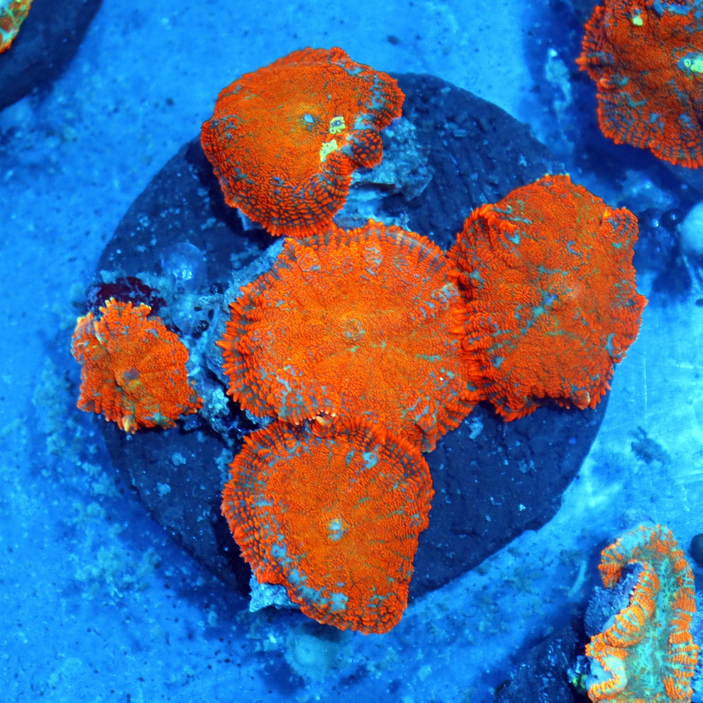 MUSHROOM RHODACTIS METALLIC ORANGE 5 LEAFS NOT WYSIWYG
