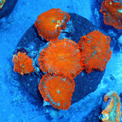 MUSHROOM RHODACTIS METALLIC ORANGE 5 LEAFS NOT WYSIWYG