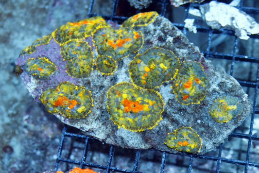 Mushroom Rhodactis