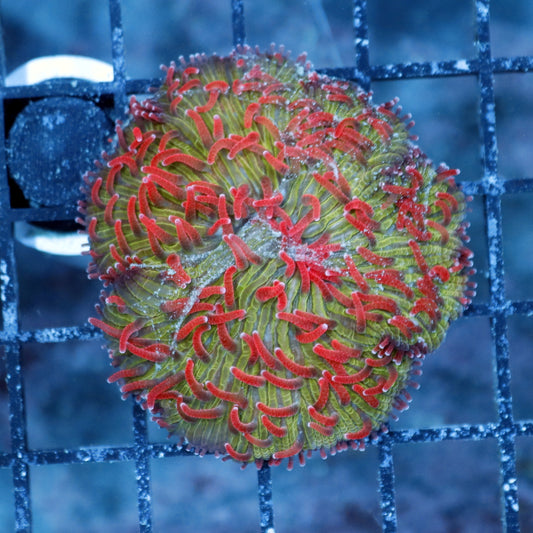 Plate cycloseris green with red tips