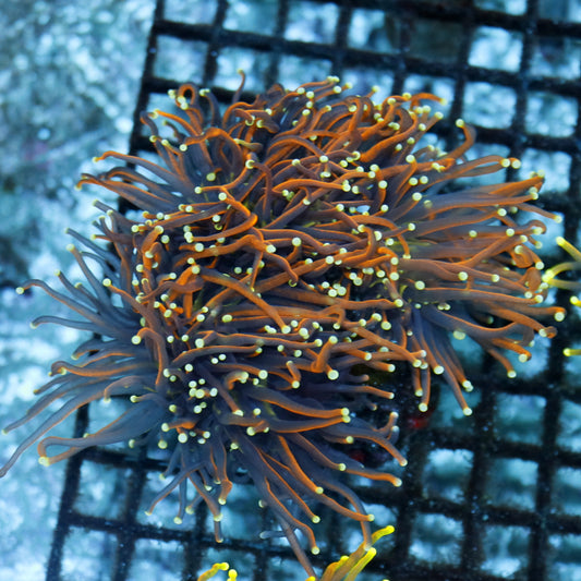 Torch gold