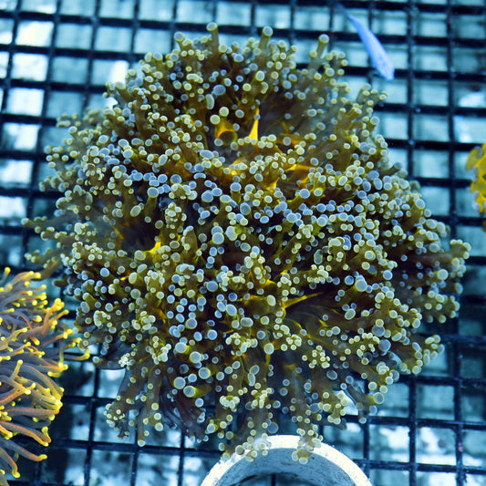 Frogspawn branching