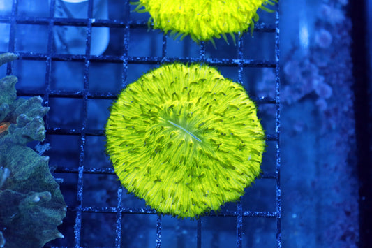 Plate green metallic