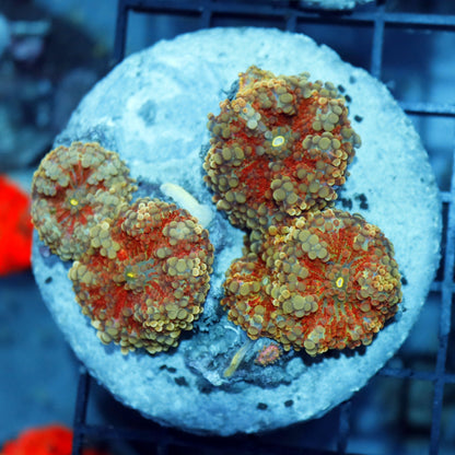 MUSHROOM RICORDEA RED METALLIC 4 LEAFS NOT WYSIWYG