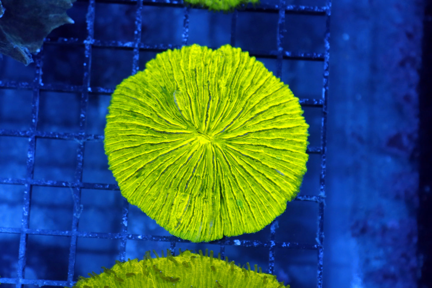 Plate green metallic