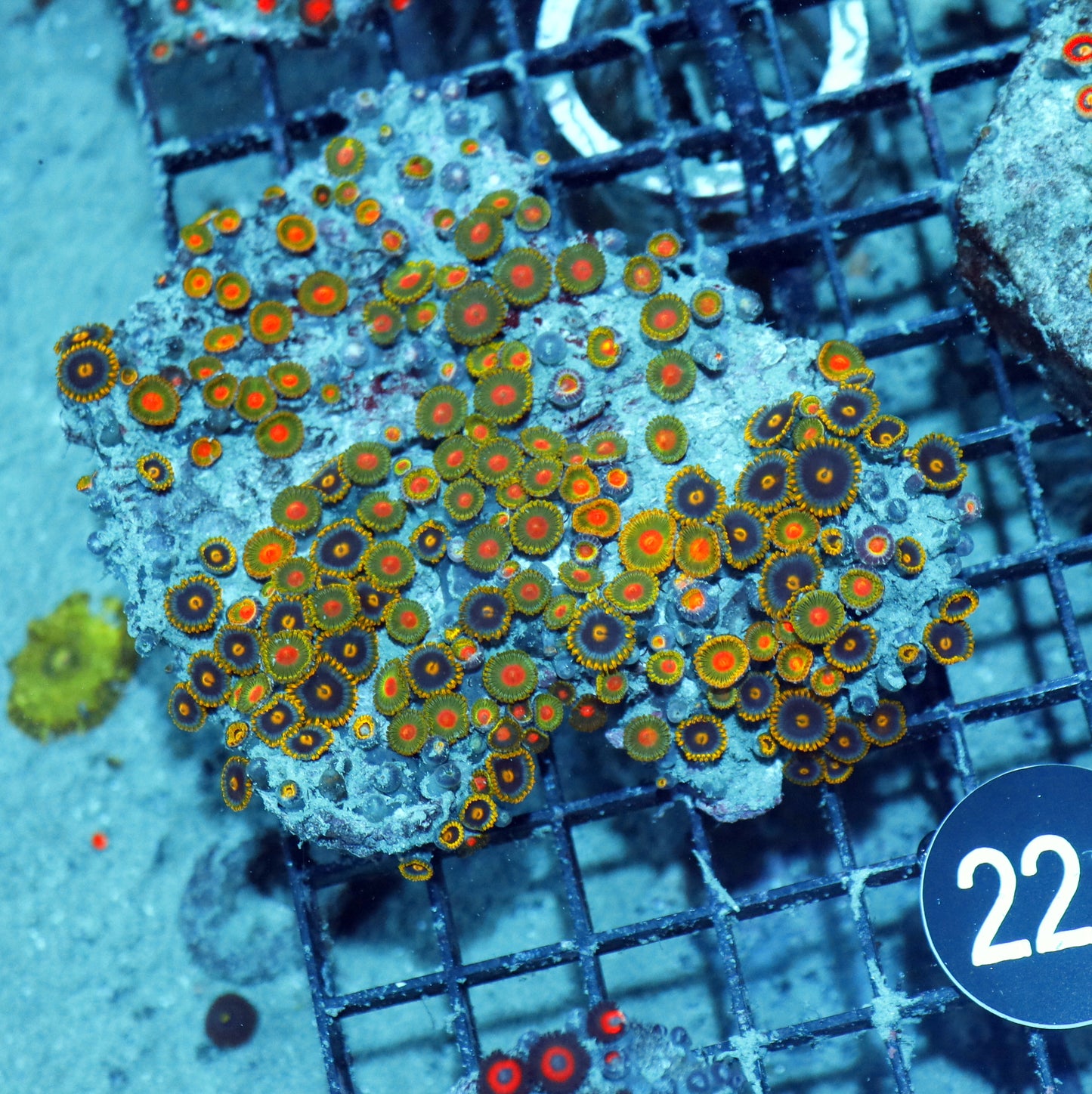 Zoanthid  Bk221
