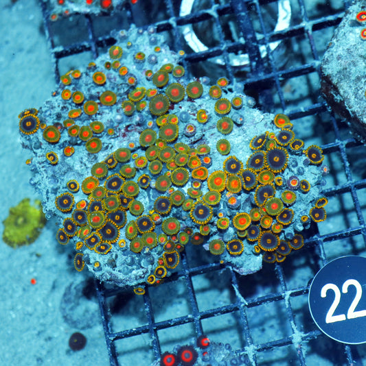 Zoanthid  Bk221