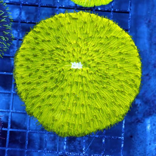 Plate green metallic