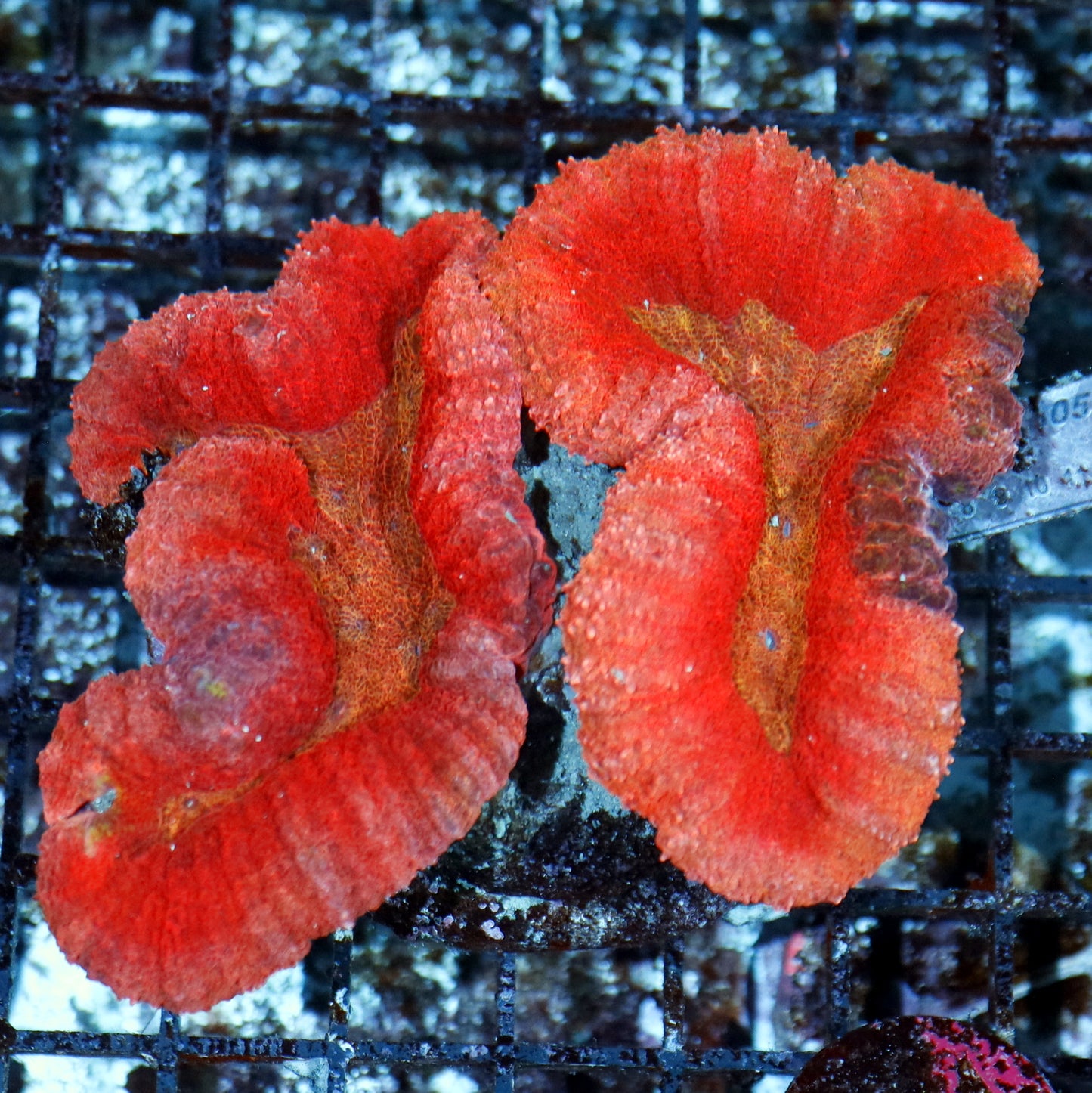 Lobophyllia red metallic