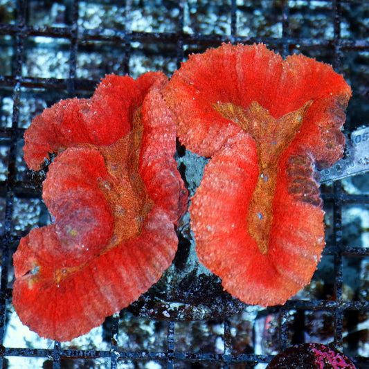Lobophyllia red metallic