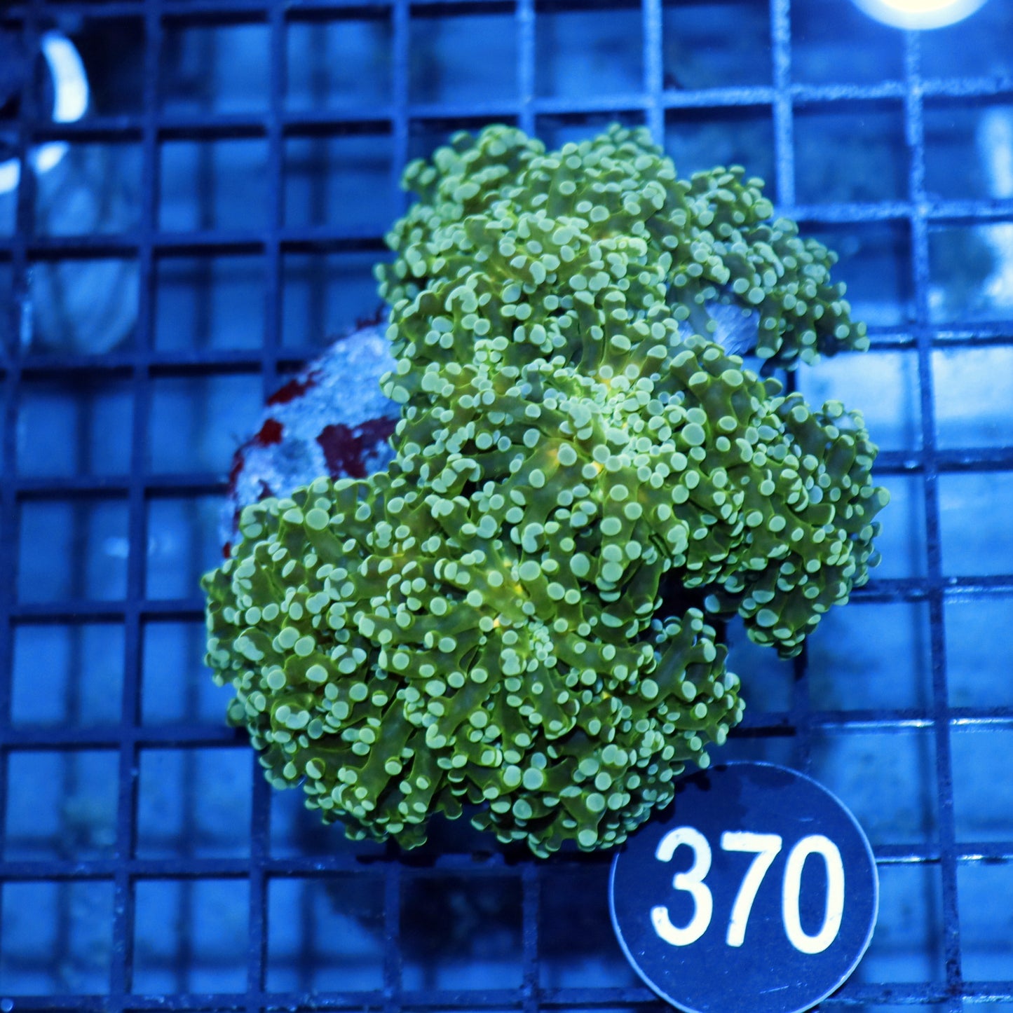 FROGSPAWN BRANCHING BK370