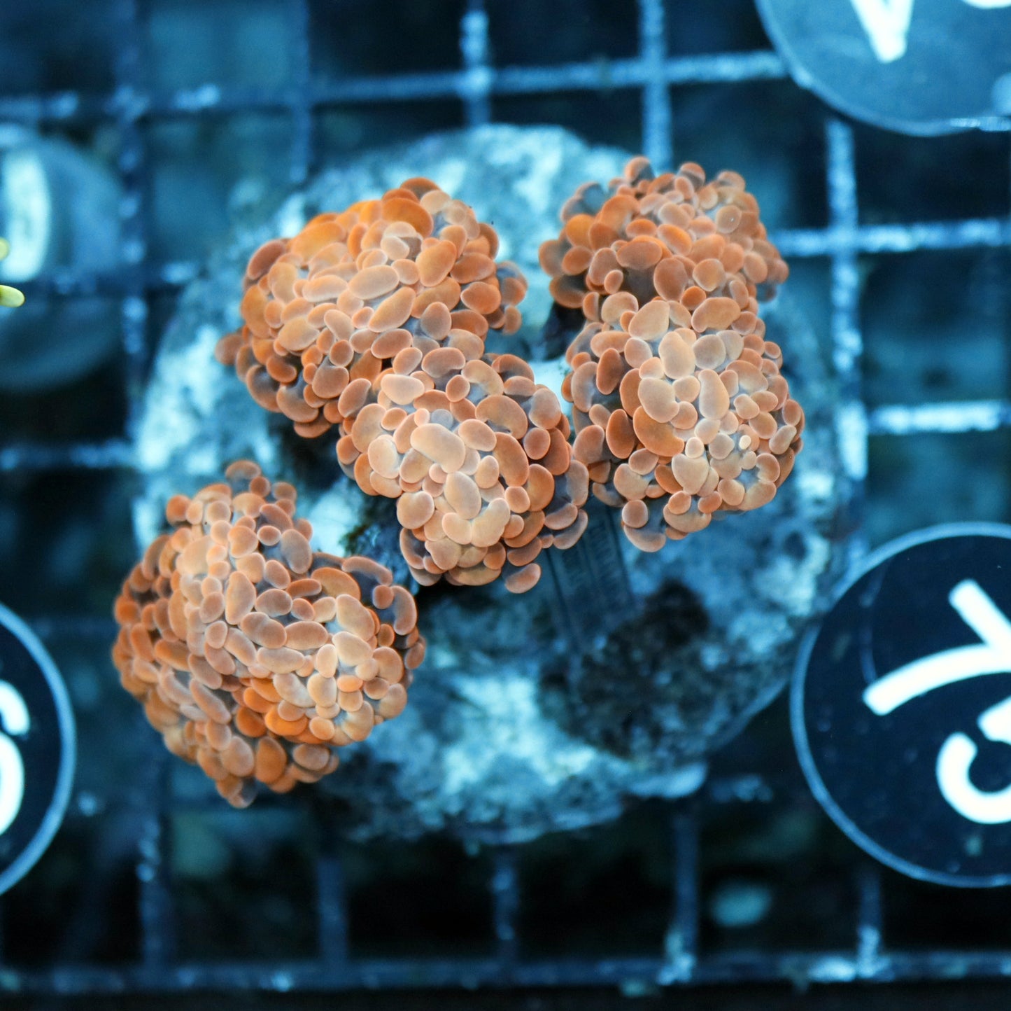 HAMMER BRANCHING ORANGE BK75