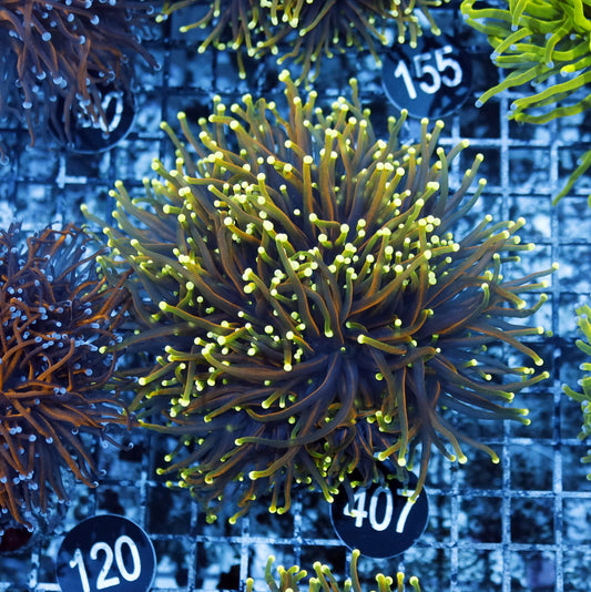 Torch Hellfire Bk407