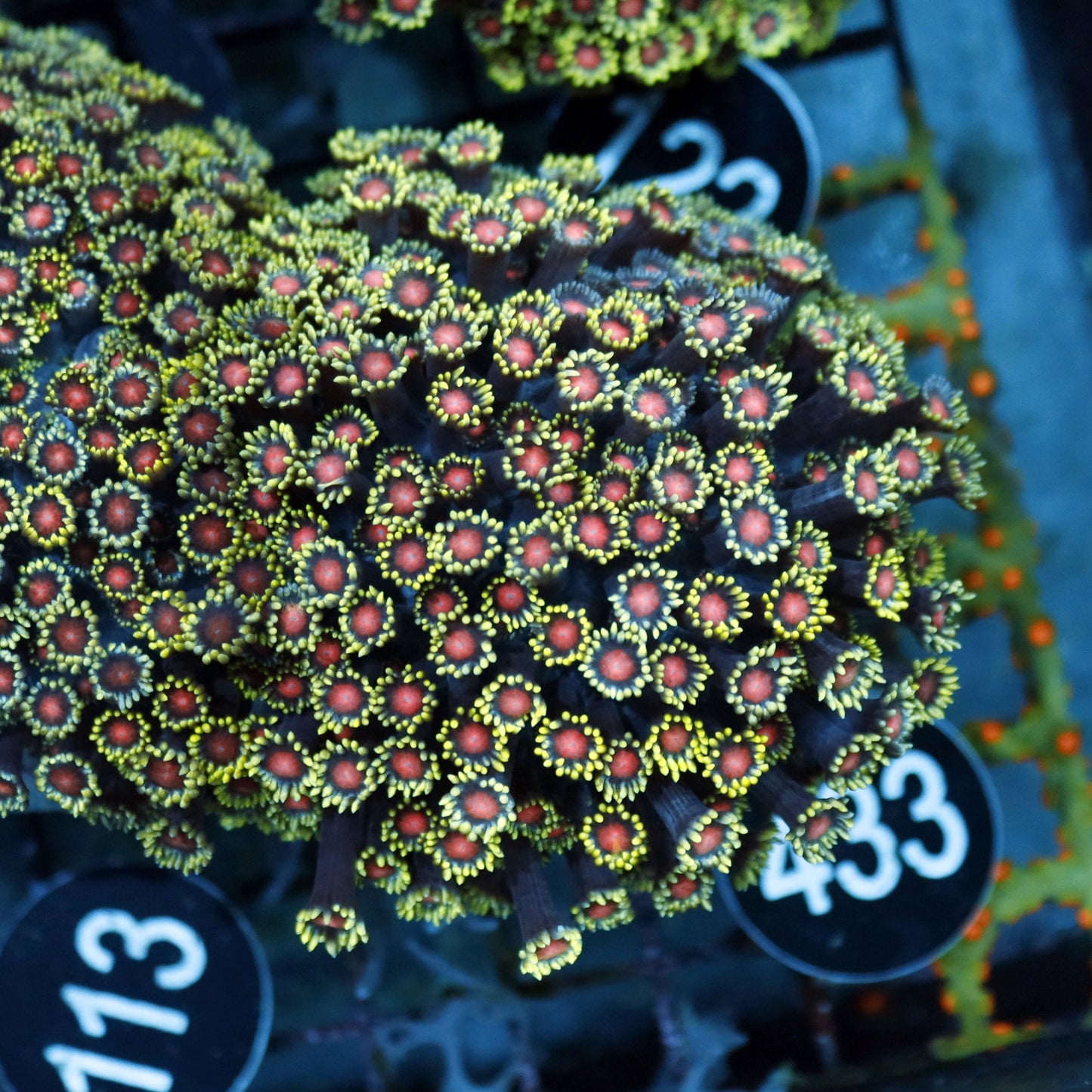 Goniopora red eyes Bk433