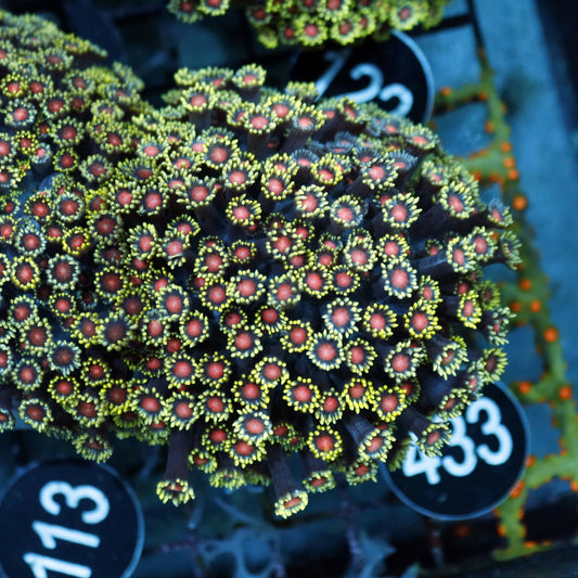 Goniopora red eyes Bk433