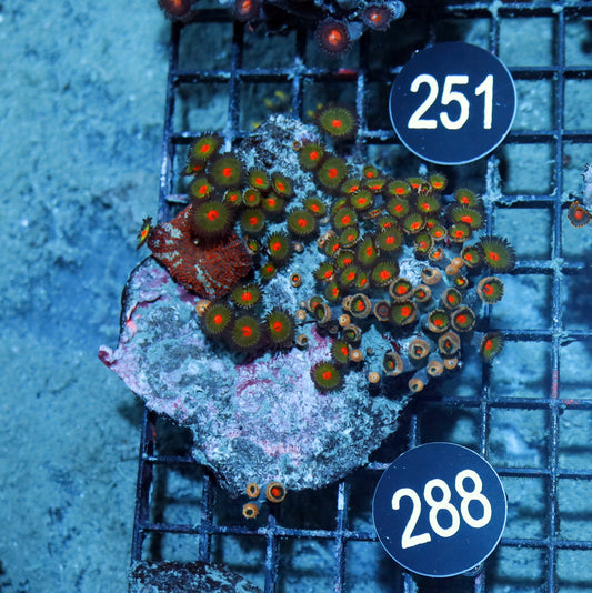 Zoanthid  Bk288