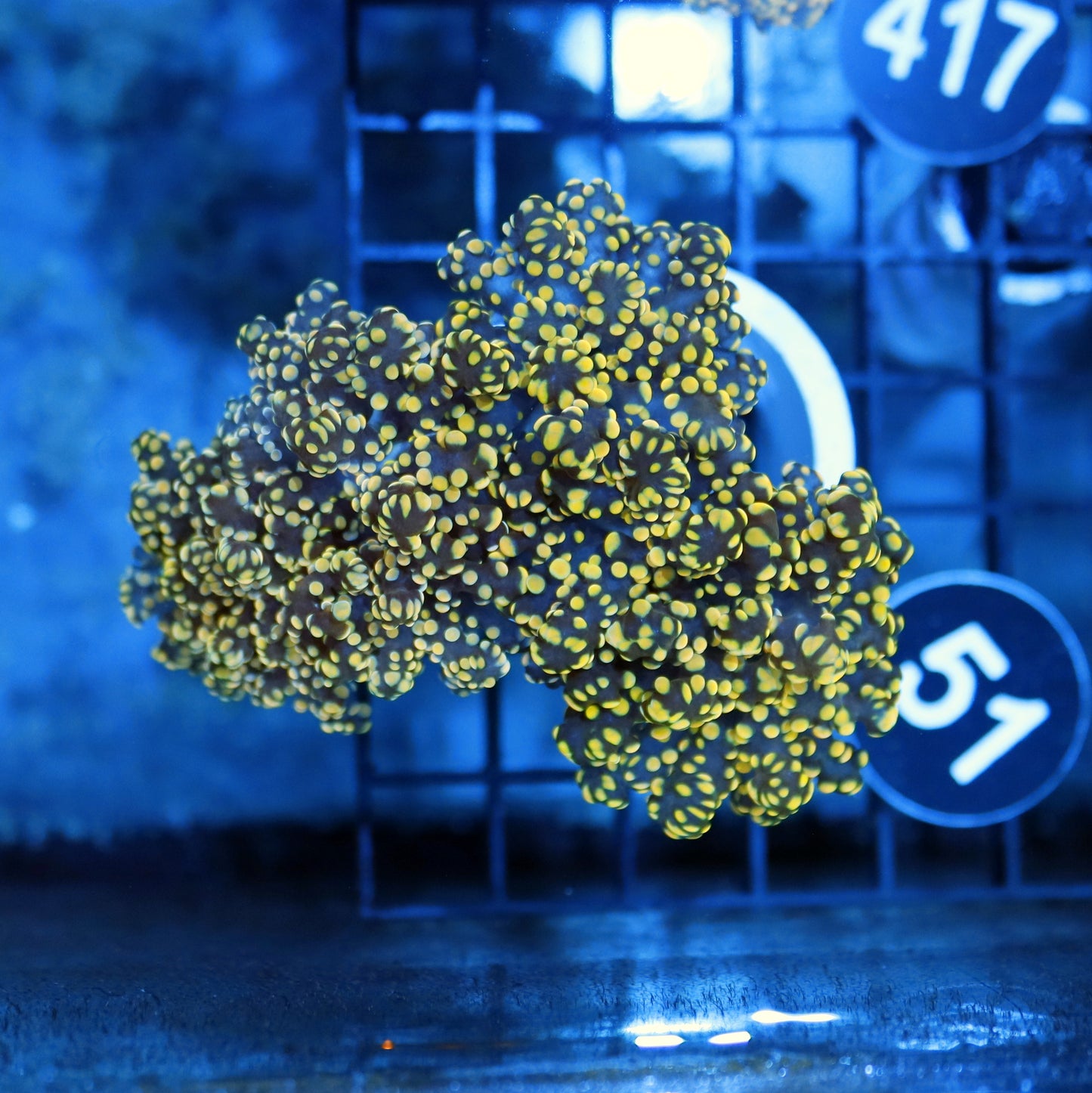 FROGSPAWN BRANCHING ORANGE BK336