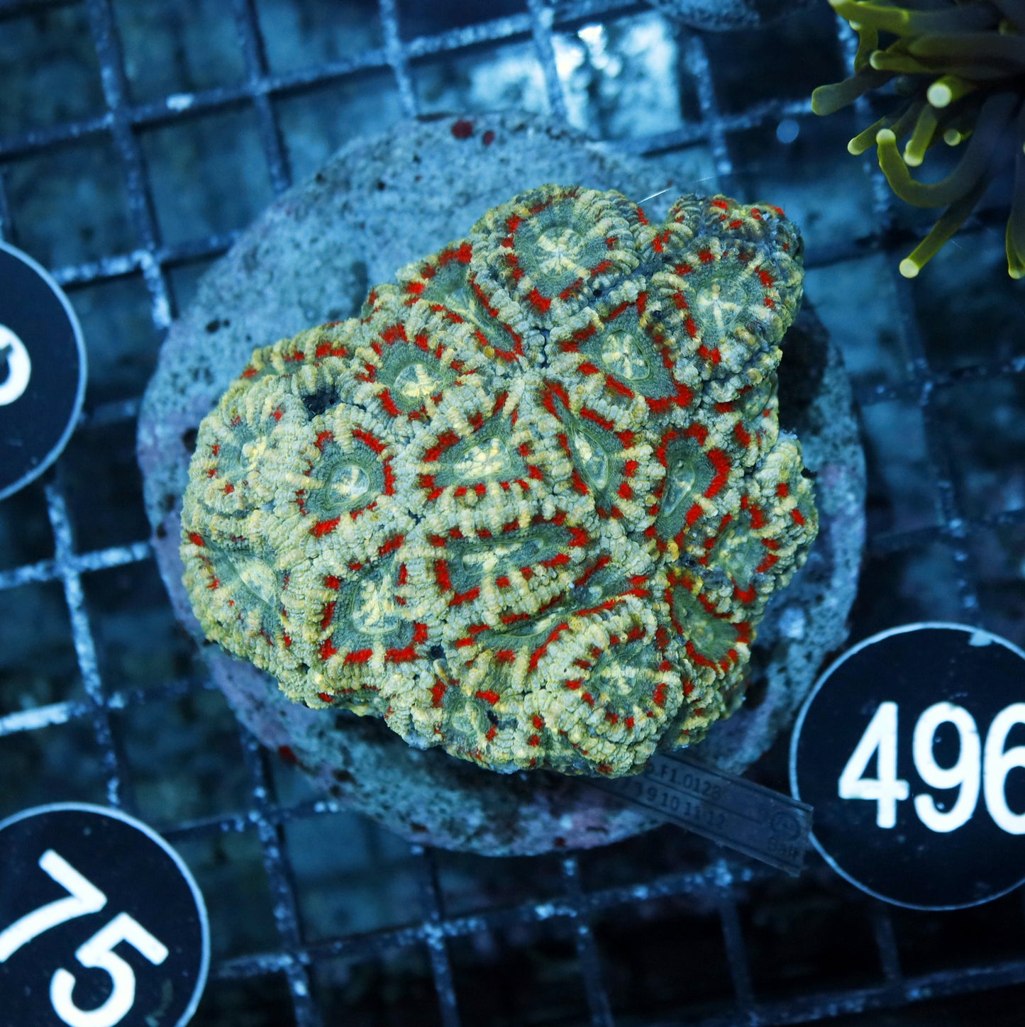ACAN LORD INDO BK496