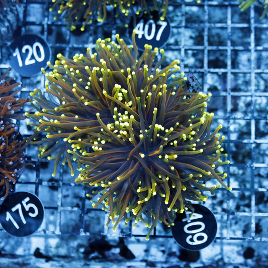 Torch Hellfire Bk409