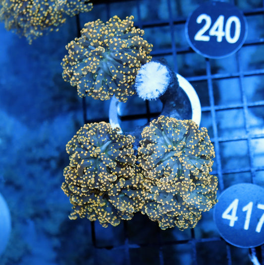 FROGSPAWN BRANCHING ORANGE BK417