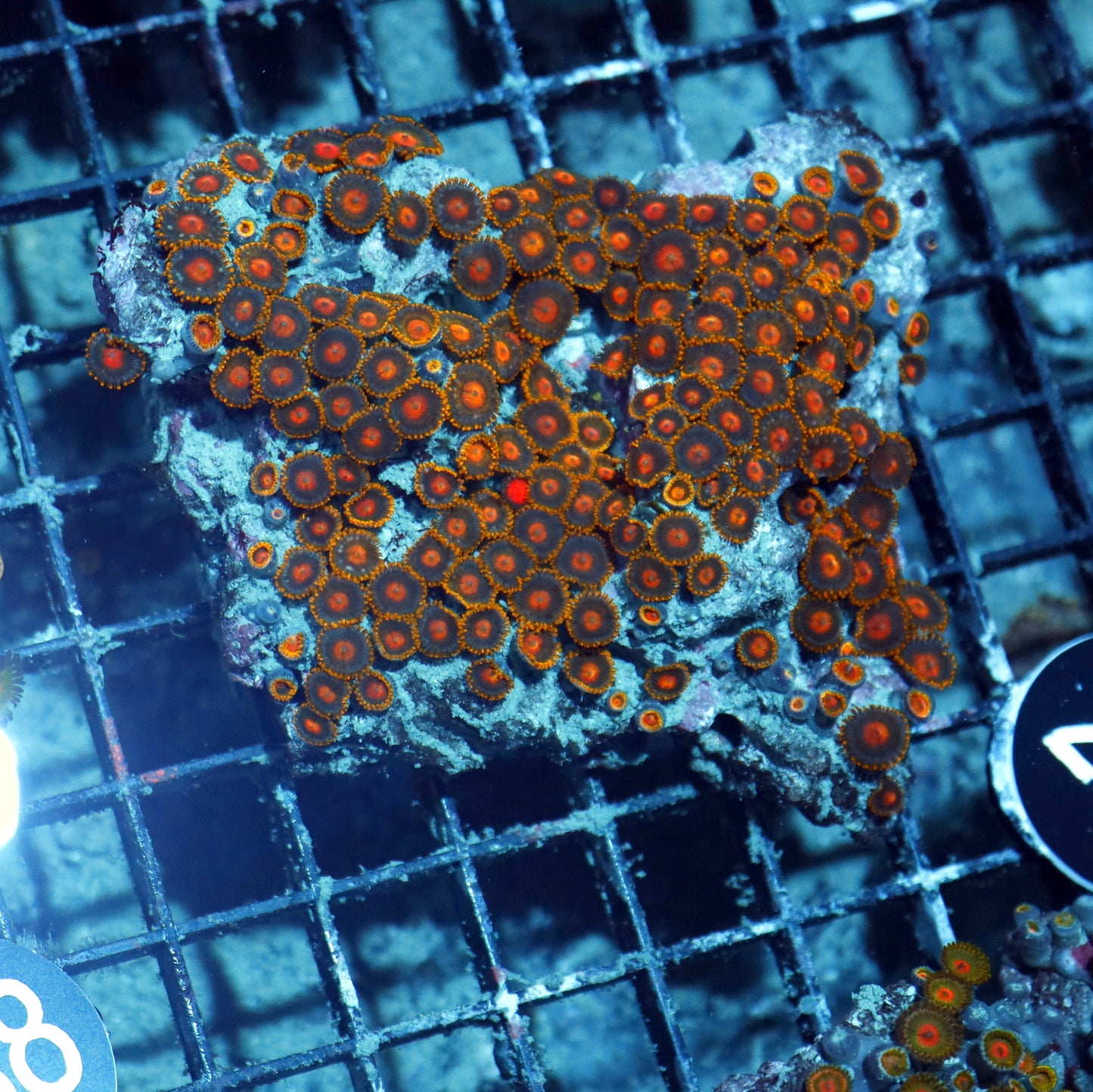 Zoanthid  Bk281