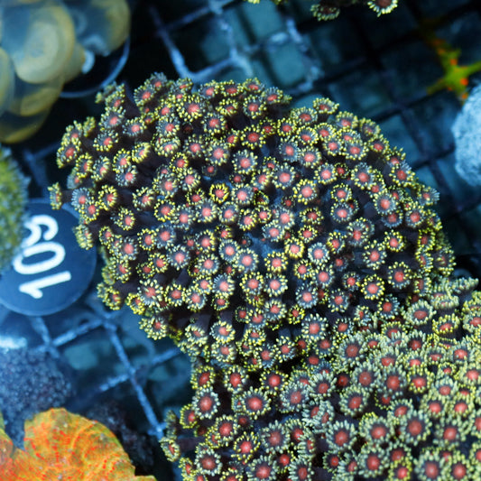 Goniopora red Eye BK109