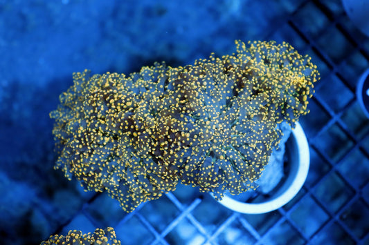 FROGSPAWN BRANCHING ORANGE BK240