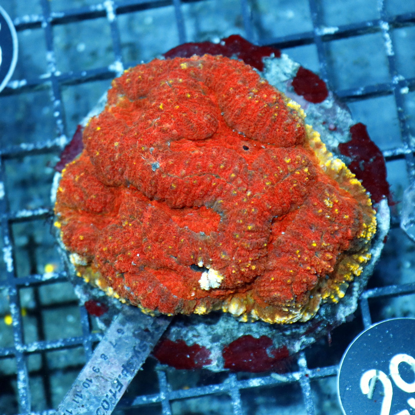 LOBOPHYLLIA RED /YELLOW RIM BK291