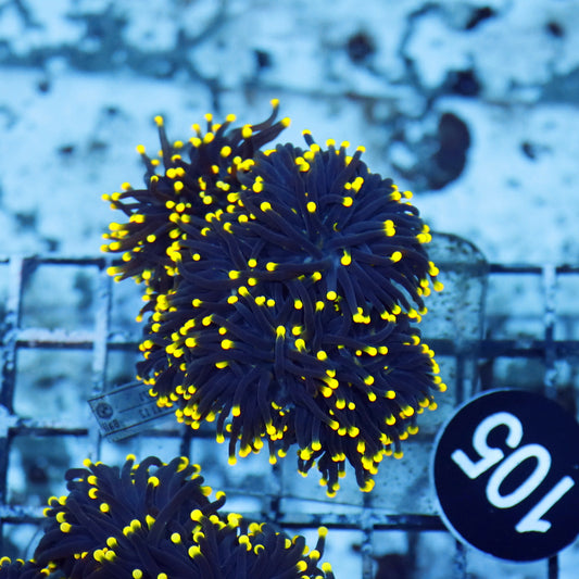 Torch Black with yellow tips Bk105