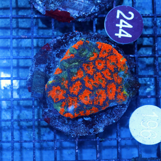 Acan Echinata B196