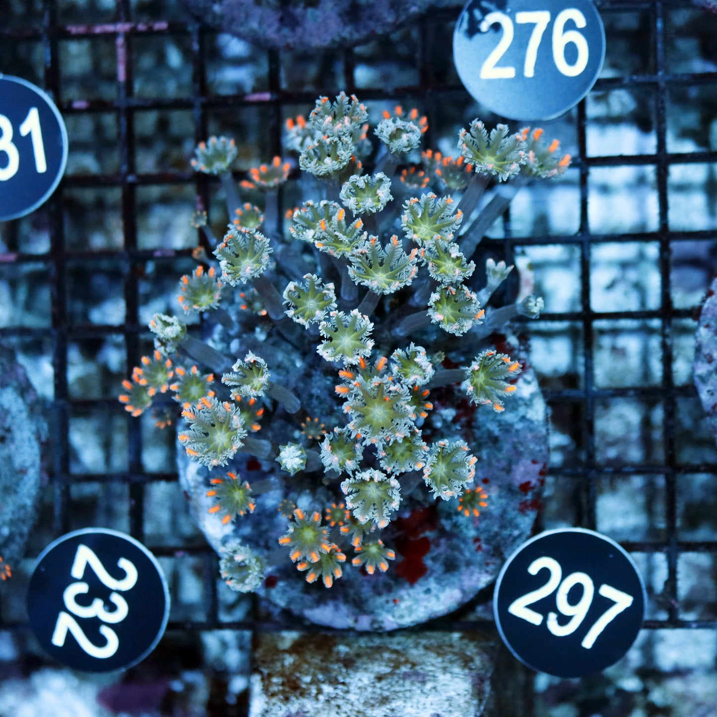 Clove polyps BK 297