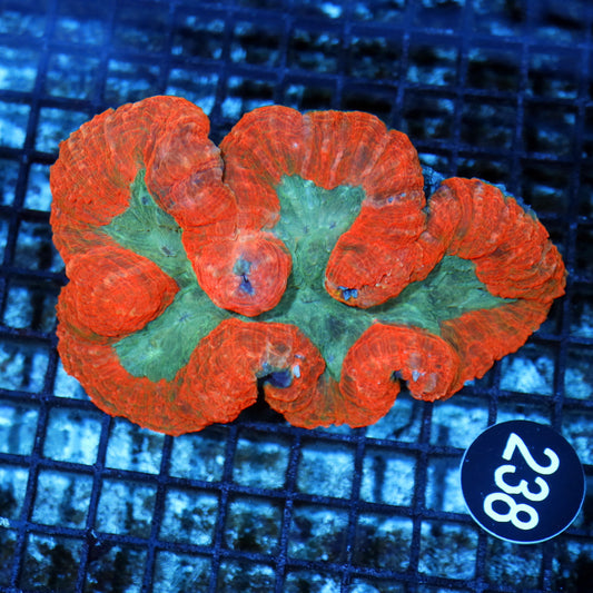 Lobophyllia Brain Red/green metallic Large Bk 238