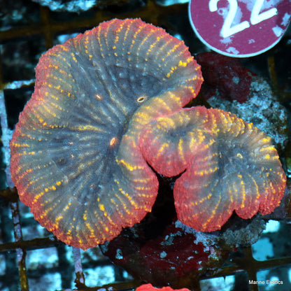 Lobophylia A grade R22