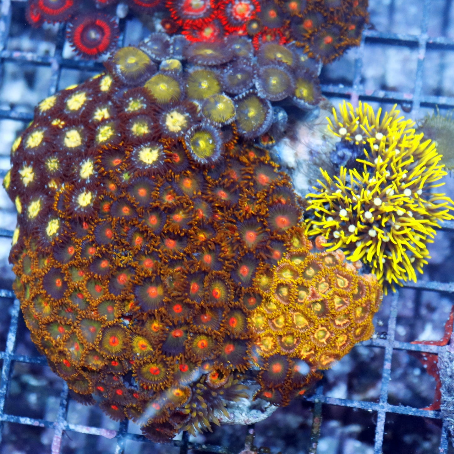 Zoanthid combo